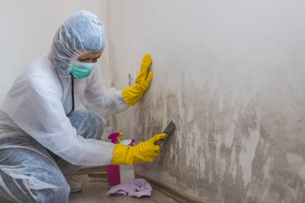 Home Mold Removal in Liberty, IN