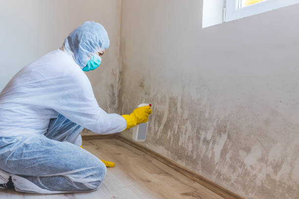 Best Attic Mold Removal  in Liberty, IN