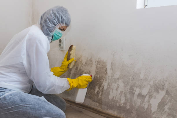 Best Mold Cleaning Services  in Liberty, IN