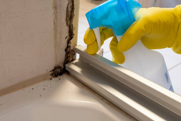 Best Mold Remediation  in Liberty, IN