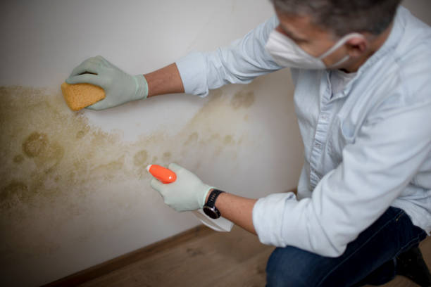 Best Fast Mold Removal  in Liberty, IN