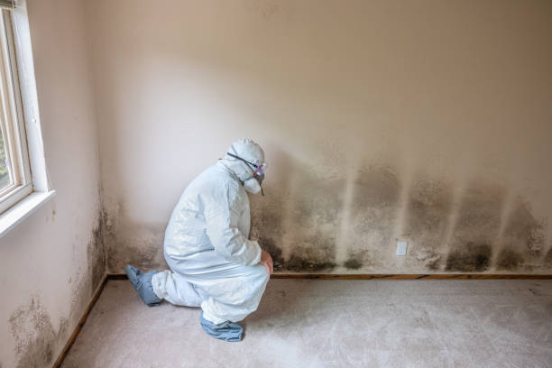 Best Commercial Mold Removal  in Liberty, IN
