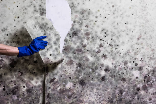 Liberty, IN Mold Removal Company