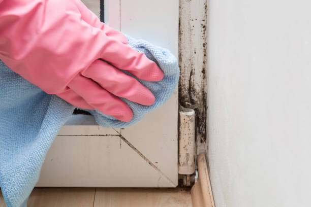 Best Certified Mold Removal  in Liberty, IN