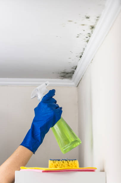 Best Local Mold Removal Service  in Liberty, IN